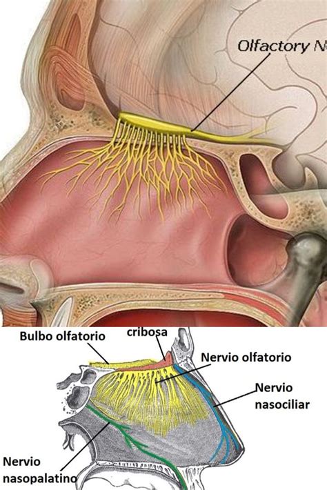 nervio olfatorio - nervio vestibulococlear